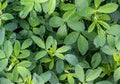 Alfalfa Leaf - Organic
