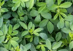 Alfalfa Leaf - Organic