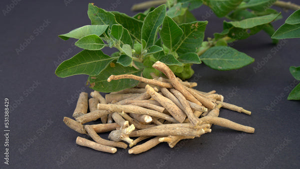 Ashwagandha Root - Organic