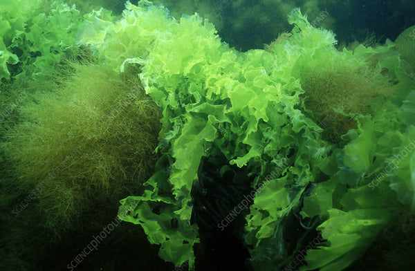 Sea Lettuce Flakes - Organic