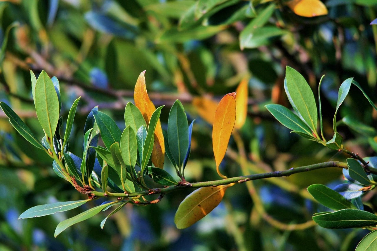 Bay Leaf - Organic
