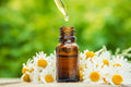 Chamomile Flower Extract - Organic