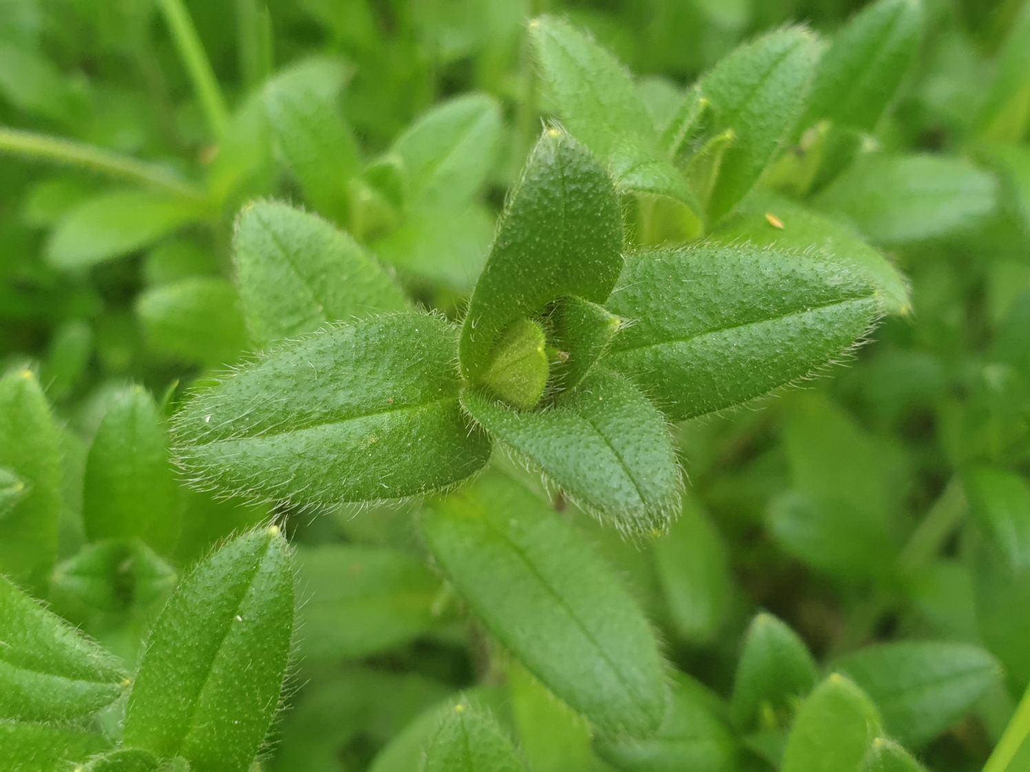 Chickweed - Organic