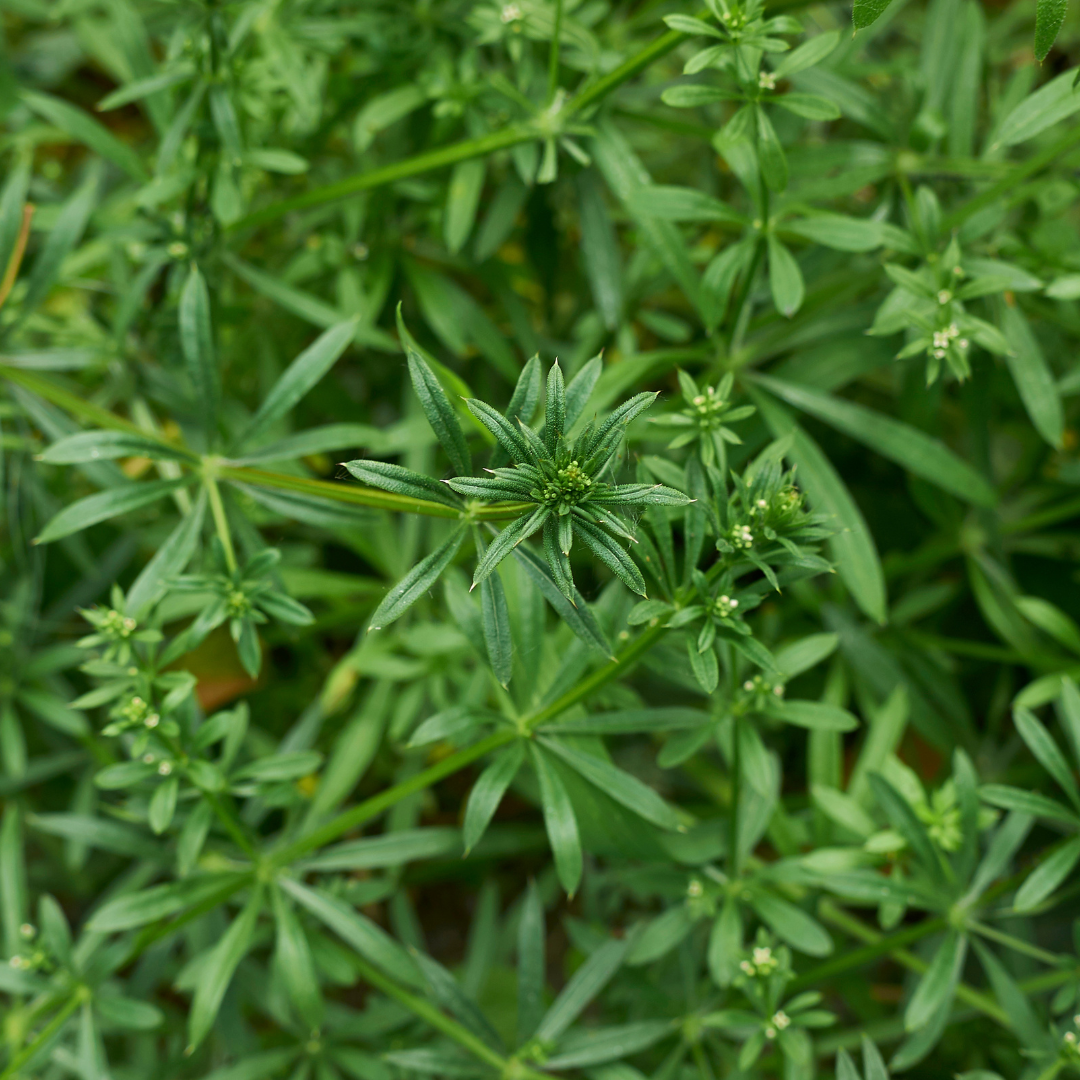 Cleavers - Organic