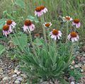 Echinacea angustifolia Leaf - Organic