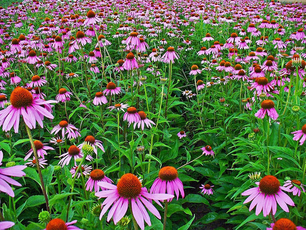 Echinacea purpurea - Organic