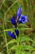 Gentian Root - Organic