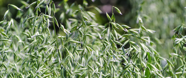 Oatstraw - Organic