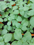 Holy Basil, Vana - Organic