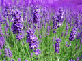 Lavender Flowers, English - Organic