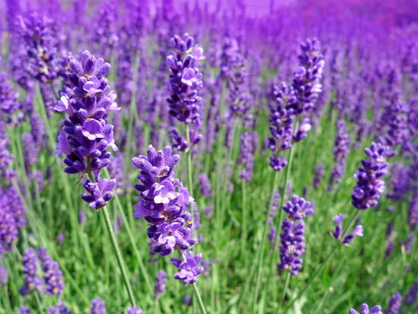 Lavender Flowers, English - Organic
