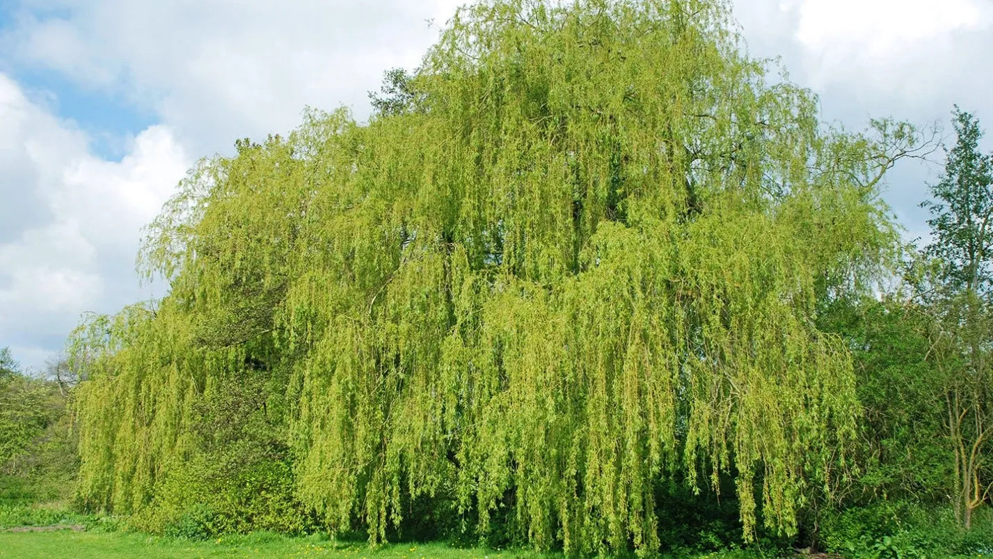 White Willow Bark - Organic