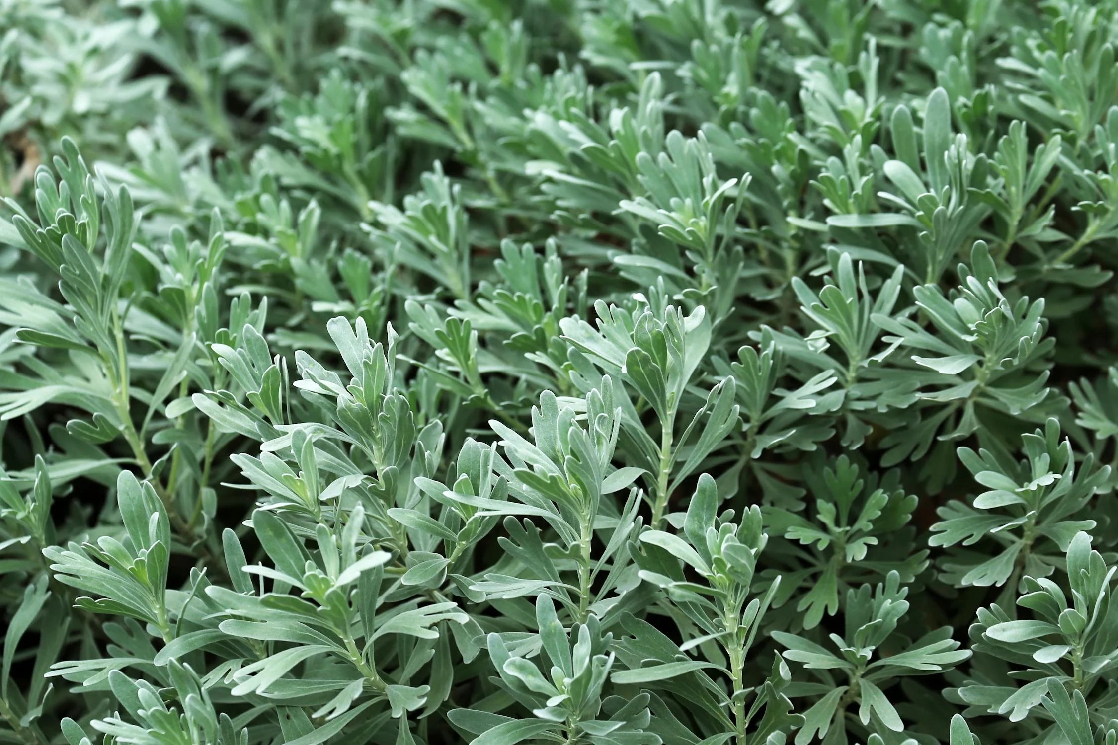 Wormwood Herb - Organic