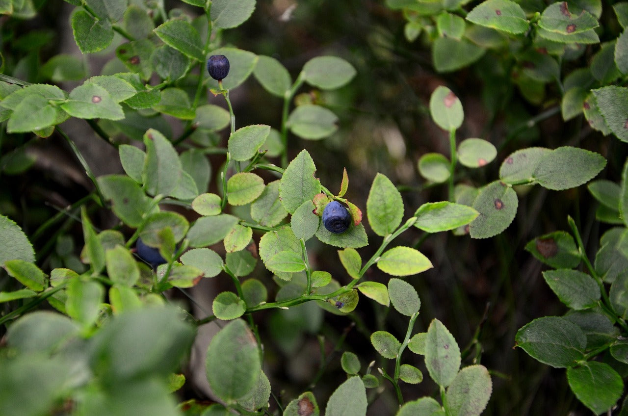 Bilberry Leaf - Organic