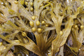 Bladderwrack - Organic