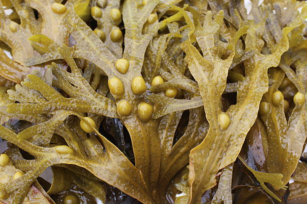 Bladderwrack - Organic