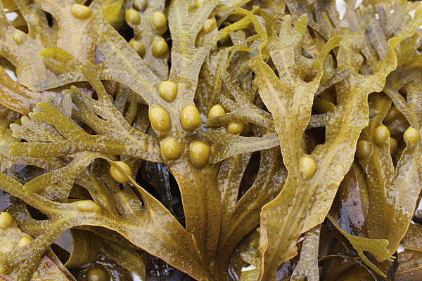 Bladderwrack - Organic