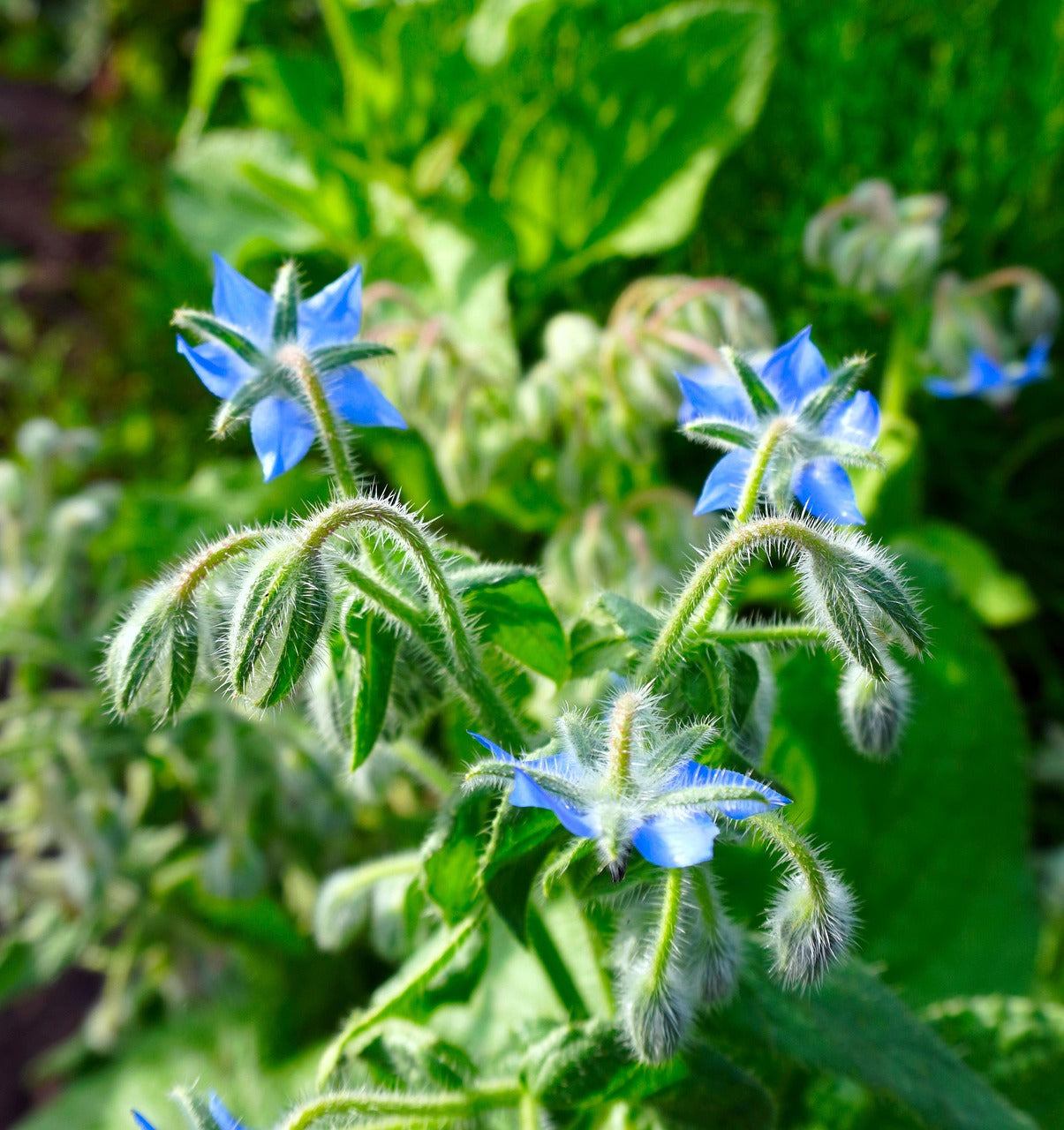 Borage - Organic