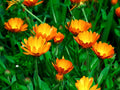 Calendula Flowers - Organic