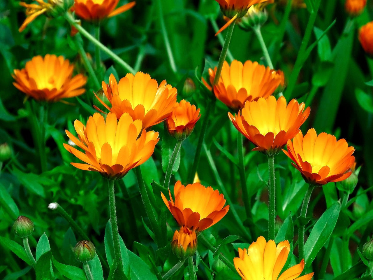 Calendula Flowers - Organic