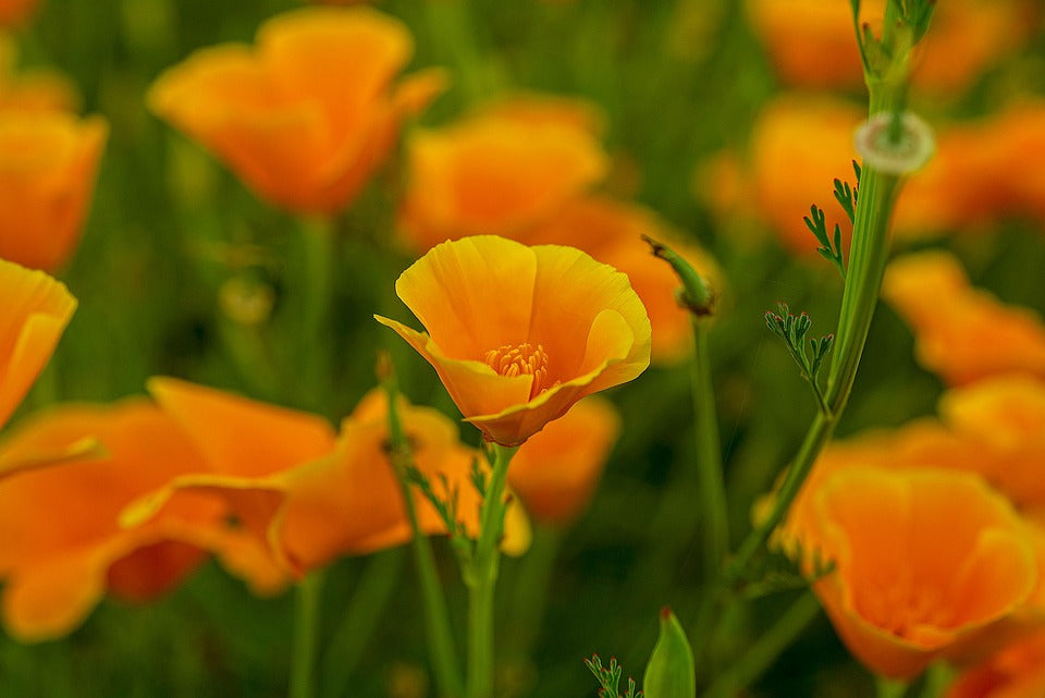 California Poppy - Organic