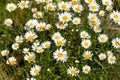 Chamomile Flowers - Organic