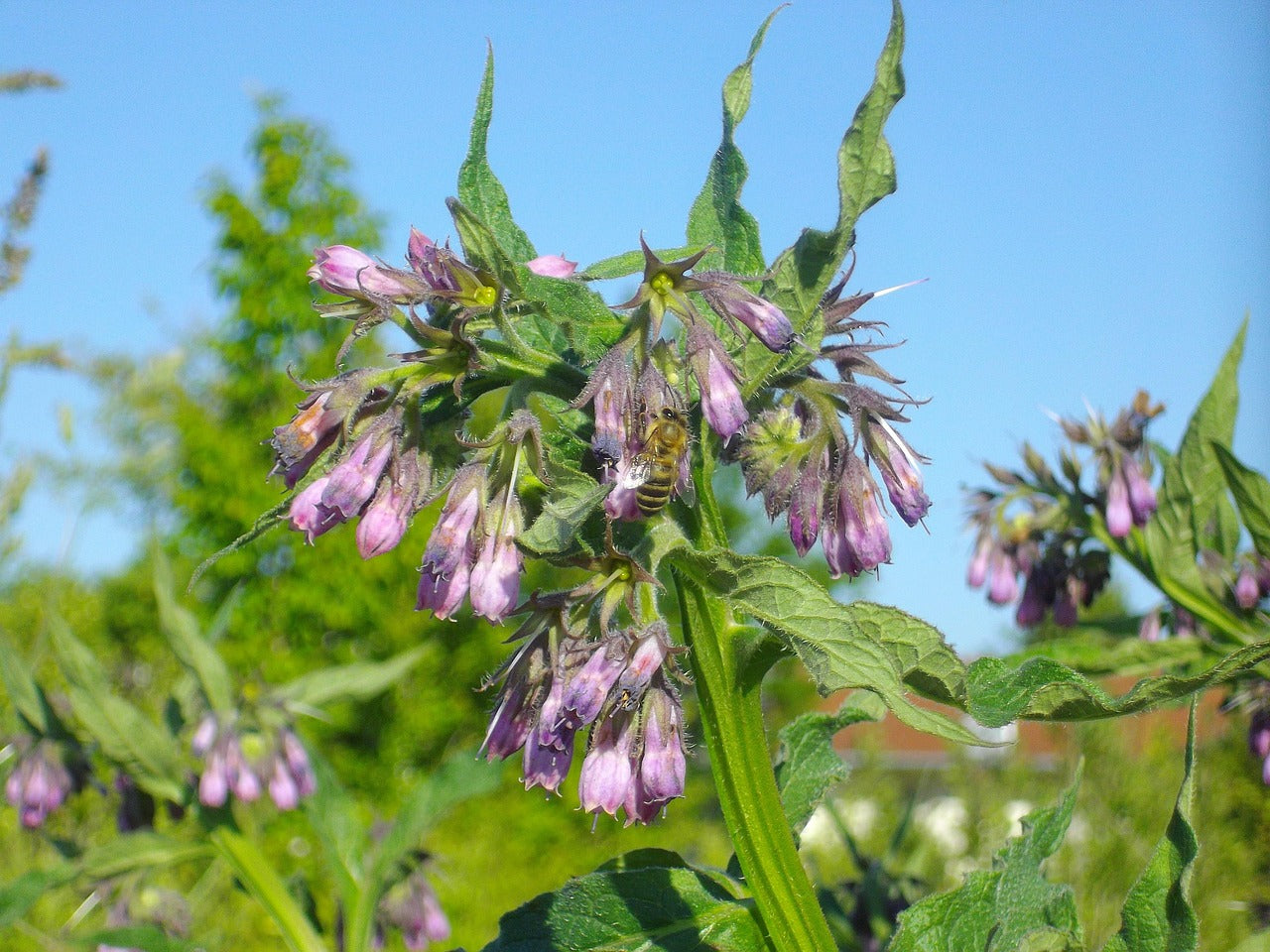 Comfrey Leaf - Organic US Grown