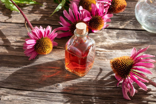 Echinacea purpurea Extract - Organic