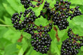 Elder Berries, Dried - Organic