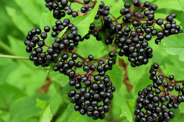 Elder Berries - Organic
