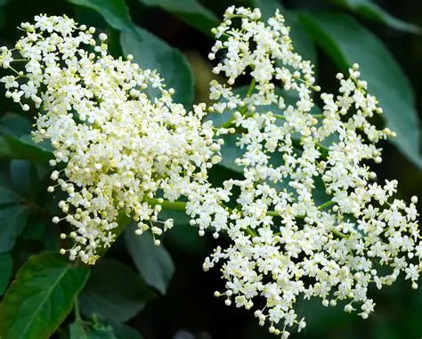 Elder Fowers - Organic