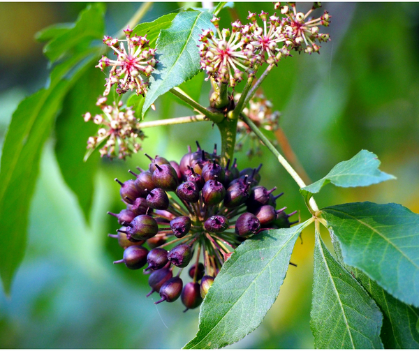 Eleuthero Root - Organic