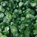 Gotu Kola - Organic