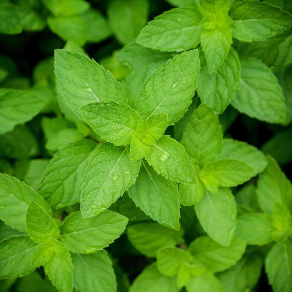 Peppermint Leaf-Organic