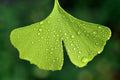 Ginkgo Leaf - Organic