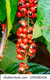 Guarana Seed Powder - Organic