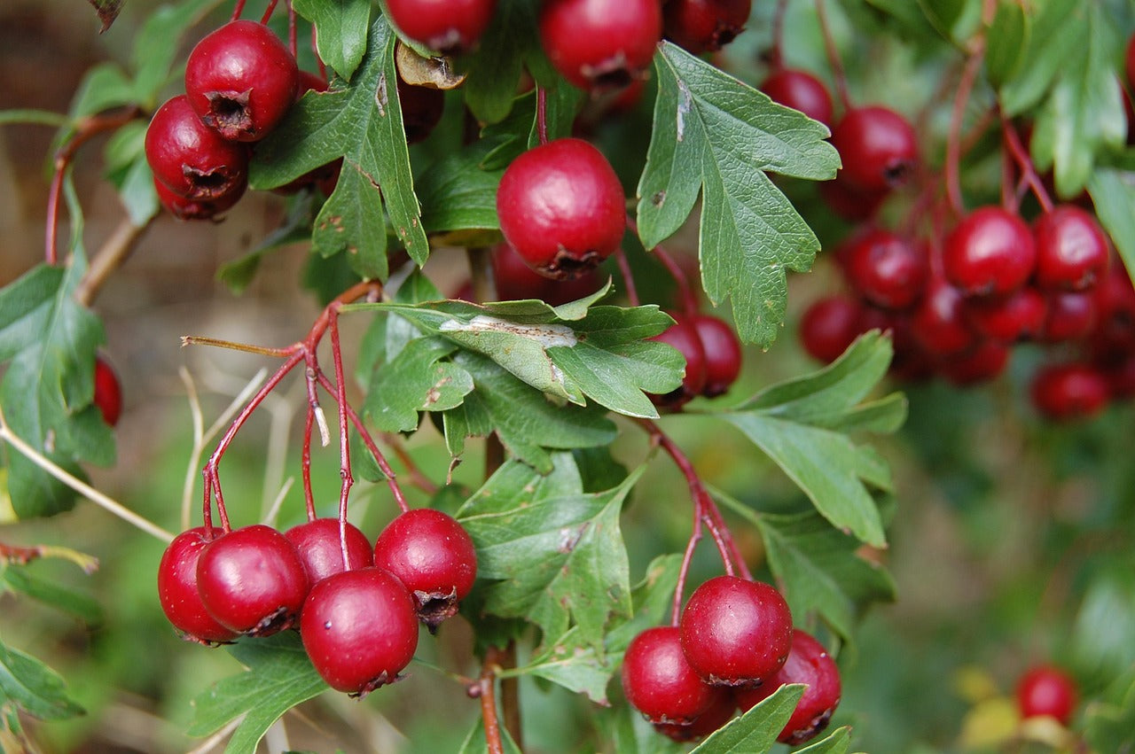 Hawthorn Berries - Organic