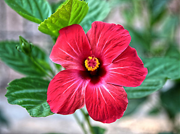 Hibiscus Flowers - Organic