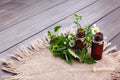 Lemon Balm Herbal Extract-Organic
