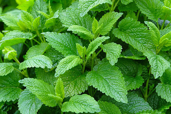 Lemon Balm - Organic