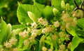Linden Leaf & Flowers - Organic