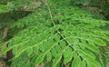 Moringa Leaf - Organic
