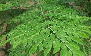 Moringa Leaf - Organic