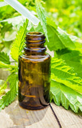 Nettle Extract - Organic