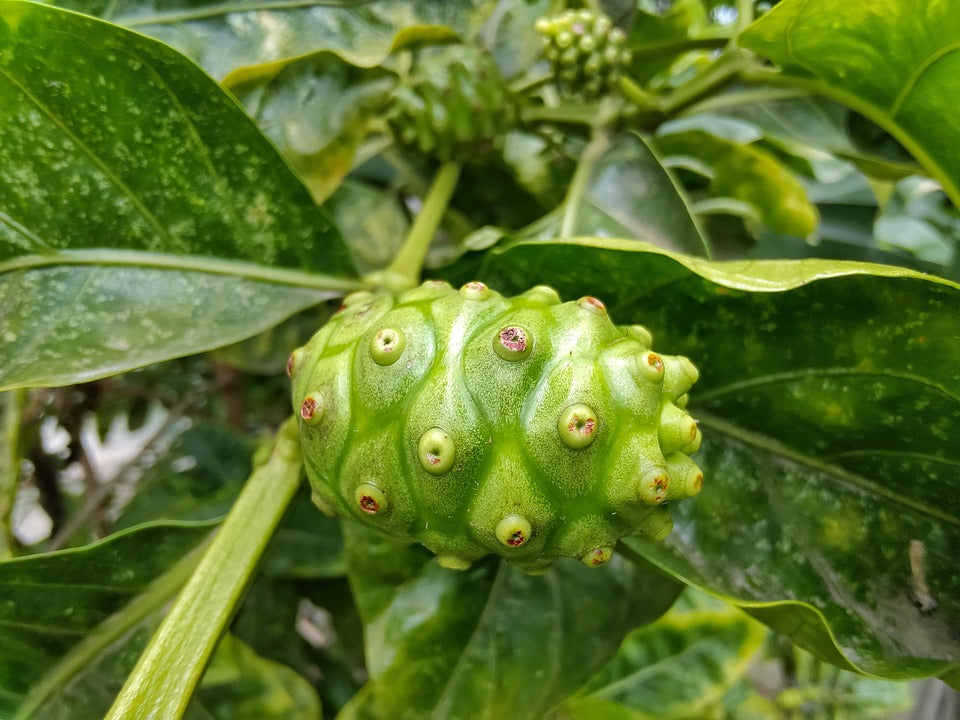 Noni Powder - Organic