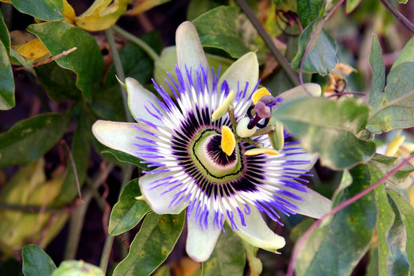 Passionflower - Organic