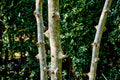 Prickly Ash Bark - Organic