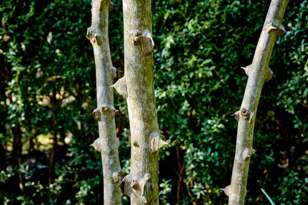 Prickly Ash Bark - Organic