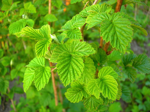Raspberry Leaf - Organic