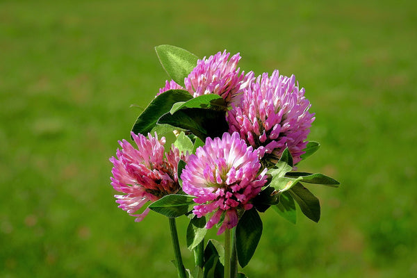 Red Clover Blossoms - Organic